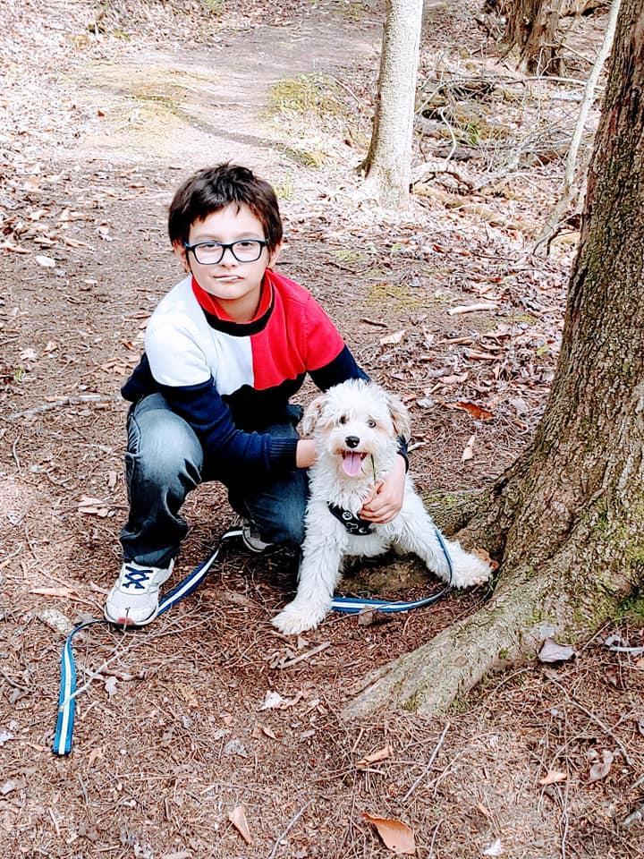 Femelle Sky * Yorkiepoo Blue Berry Merle sur fond blanc *