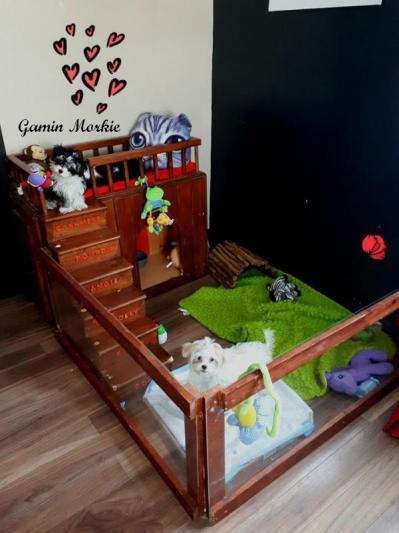 Mâle Gamin Morkie Reproducteur & Femelle Tempête