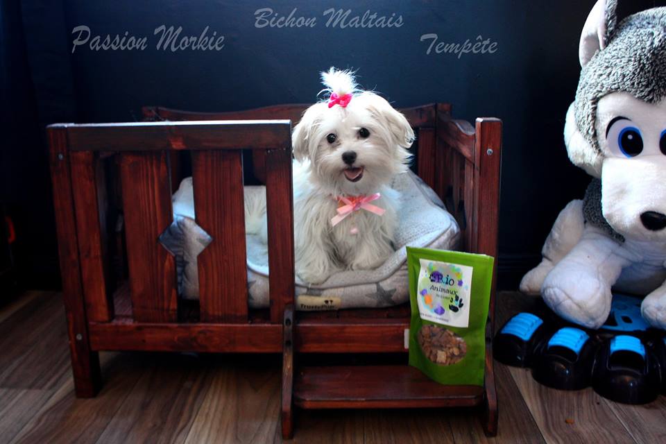 Femelle Tempête Bichon Maltais