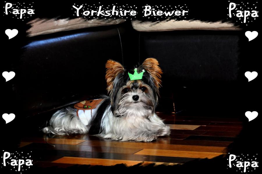 Mâle Cookie Yorkshire Biewer de Nouvelle Écosse * Mâle Reproducteur *