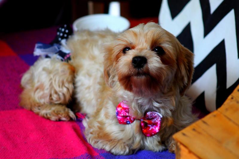Femelle Peanut * Morkie *