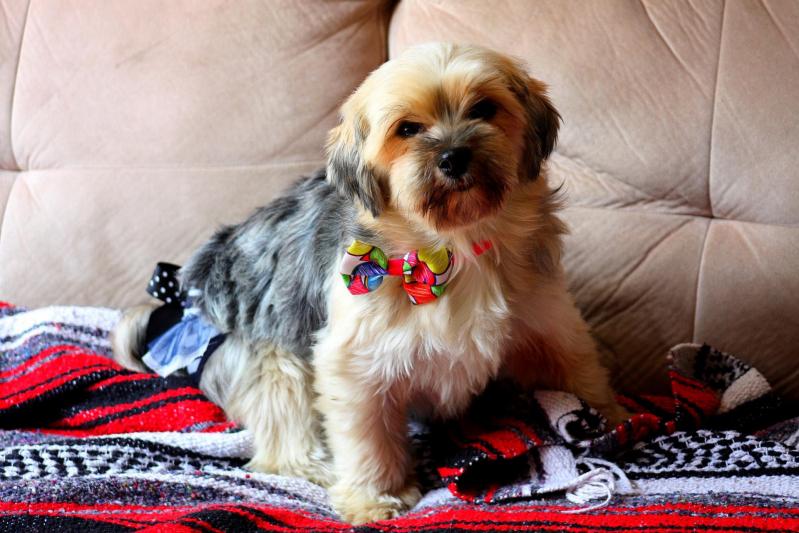 Femelle Princesse * Morkie *