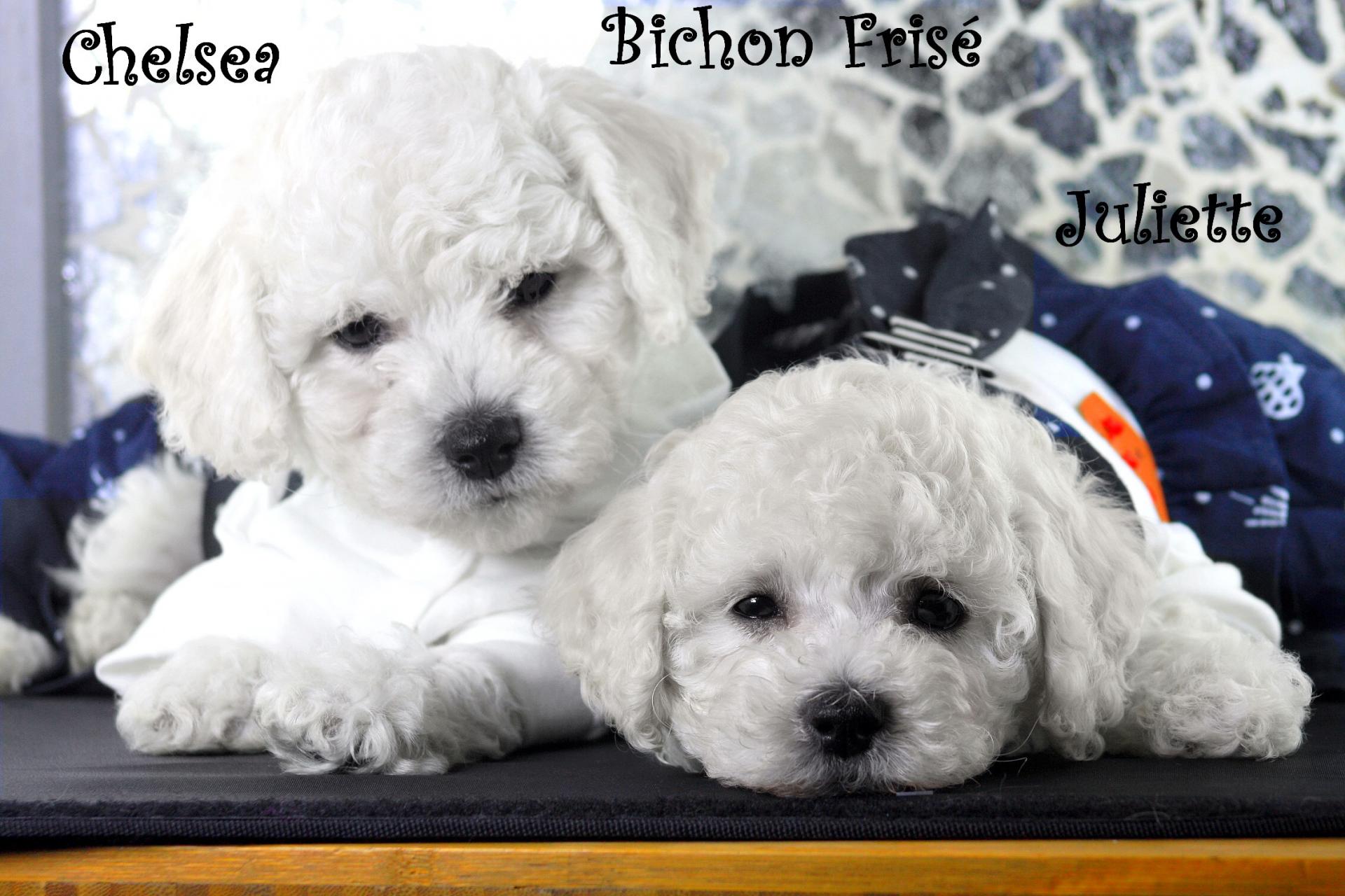 Femelles Chelsea & Juliette Bichon Frisé