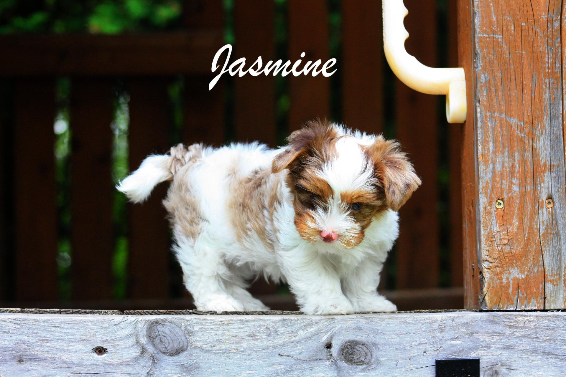 Femelle Jasmine Yorkshire Choco-Merle