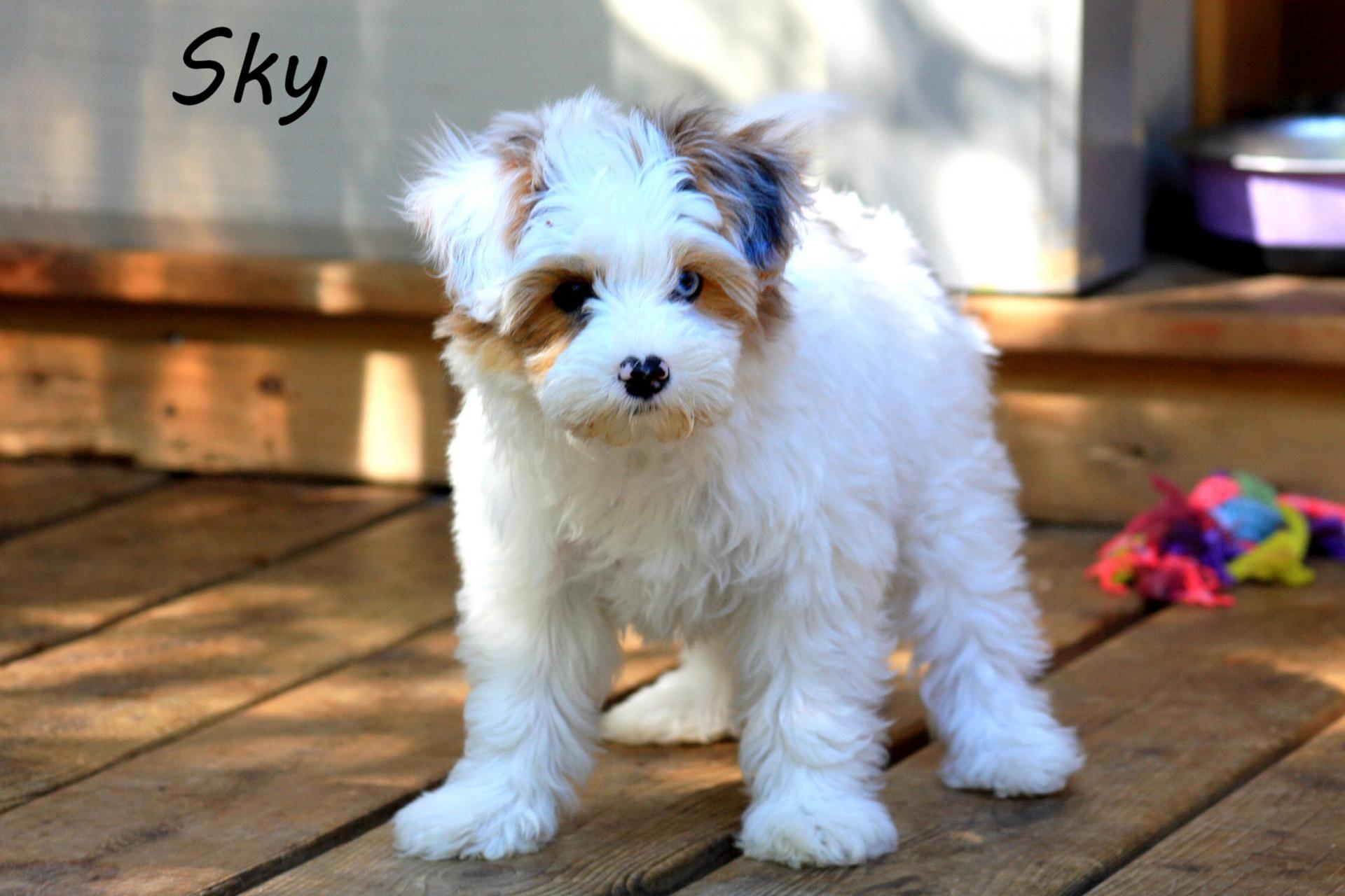 Femelle Sky Yorkiepoo Blue Berry sur fond blanc