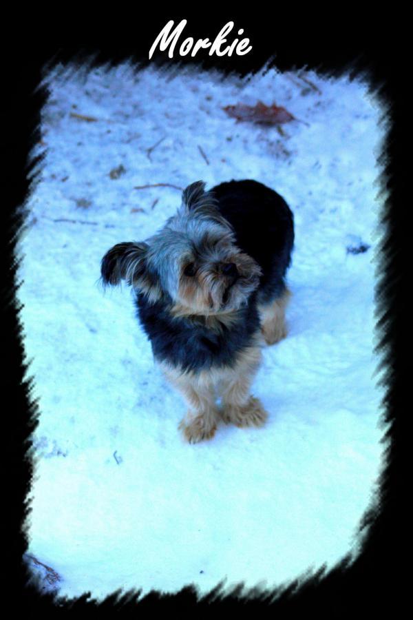 Femelle Elwin * Morkie *