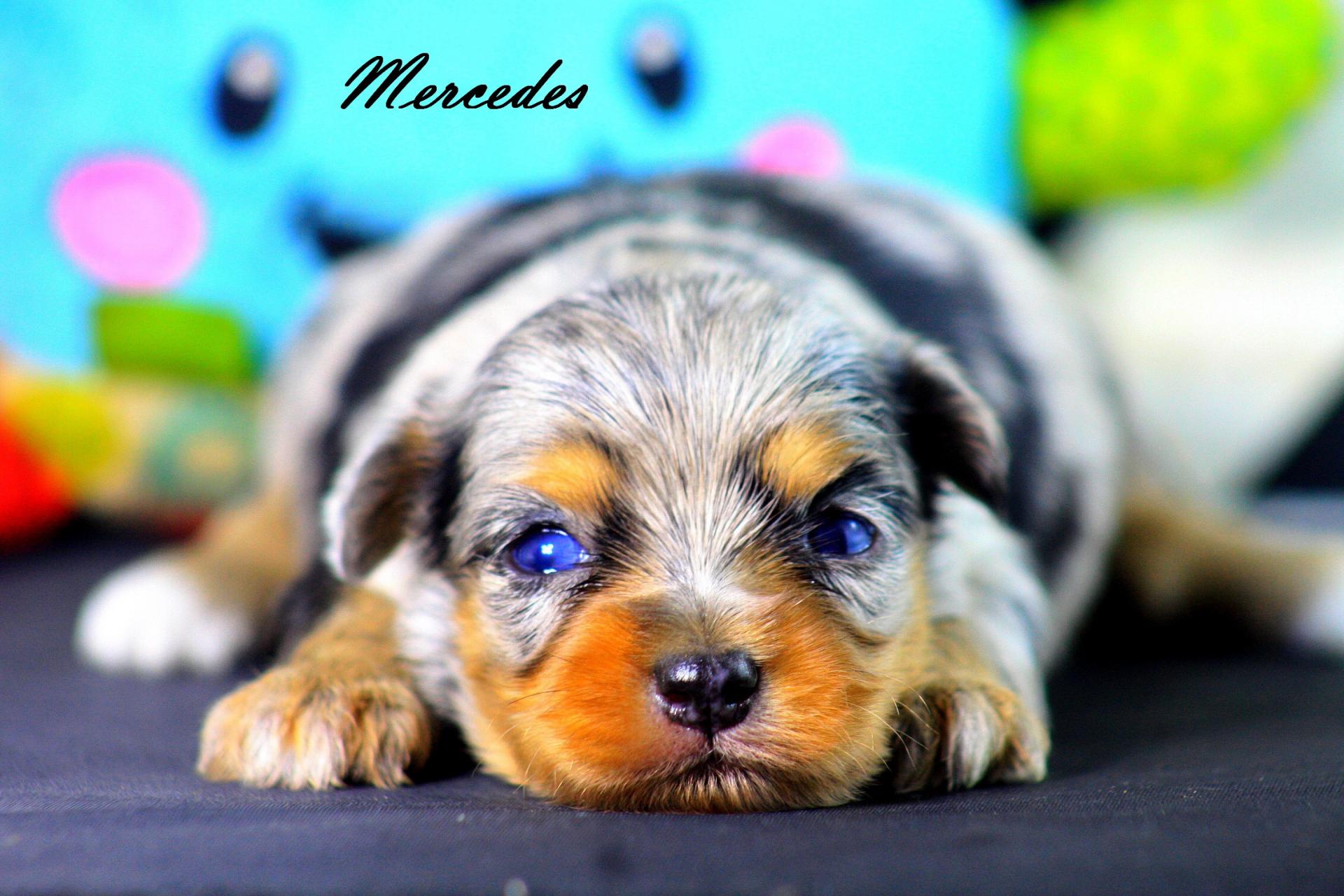 Femelle Mercedes * Morkie Merle *
