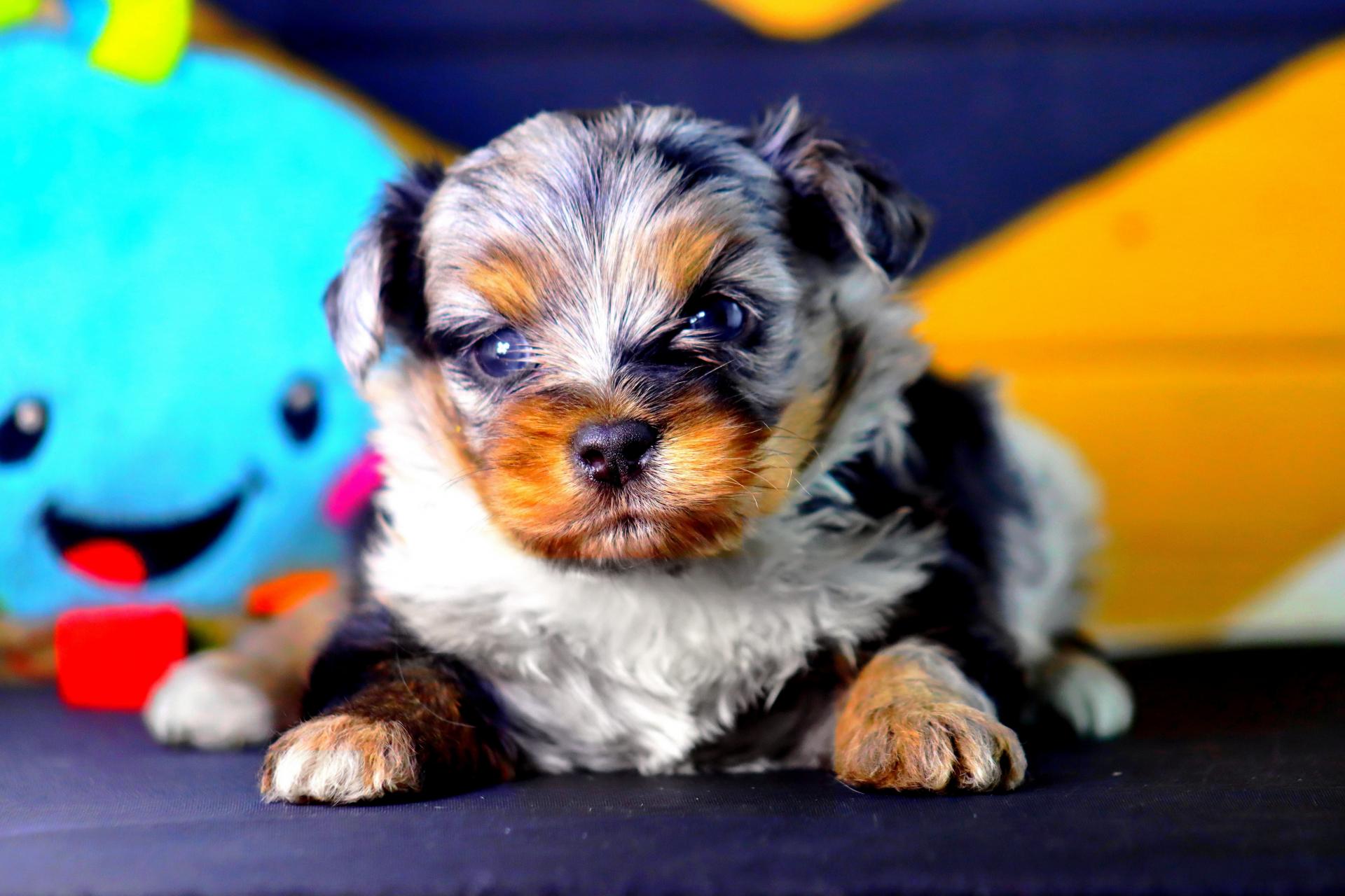 Hayden * Morkie Merle *