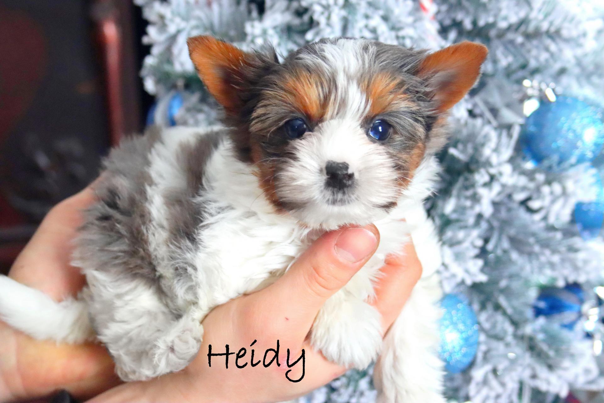 Heidy * Yorkshire BlueBerry sur fond blanc *