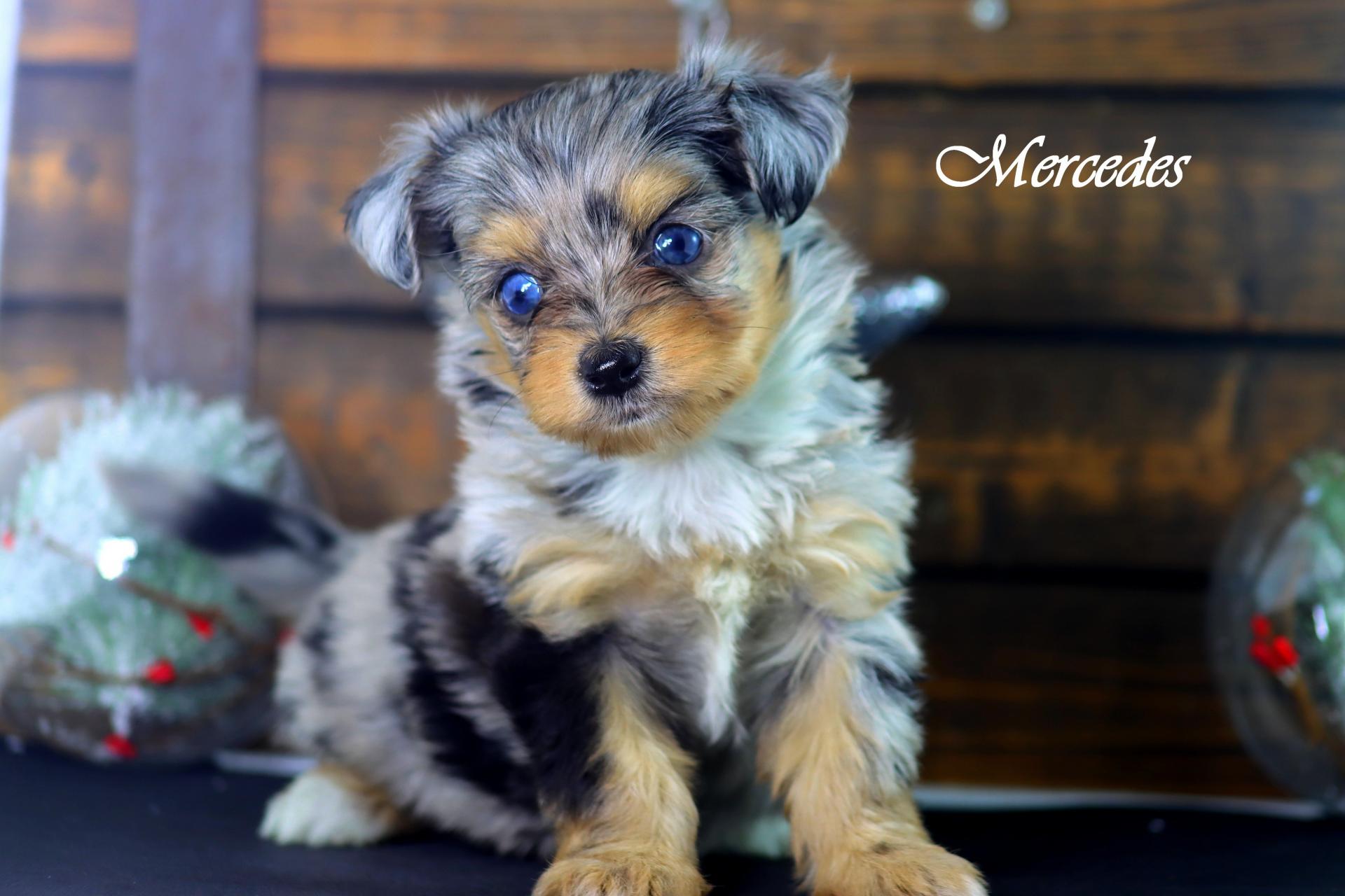 Mercedes * Morkie Merle *