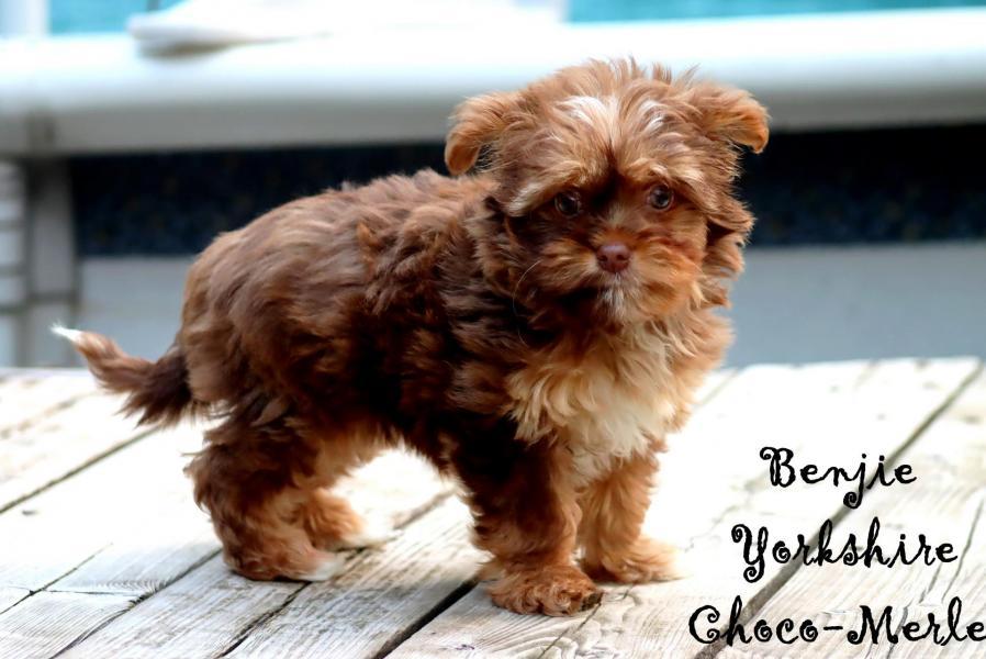 Femelle Benjie * Yorkshire Choco-Merle *