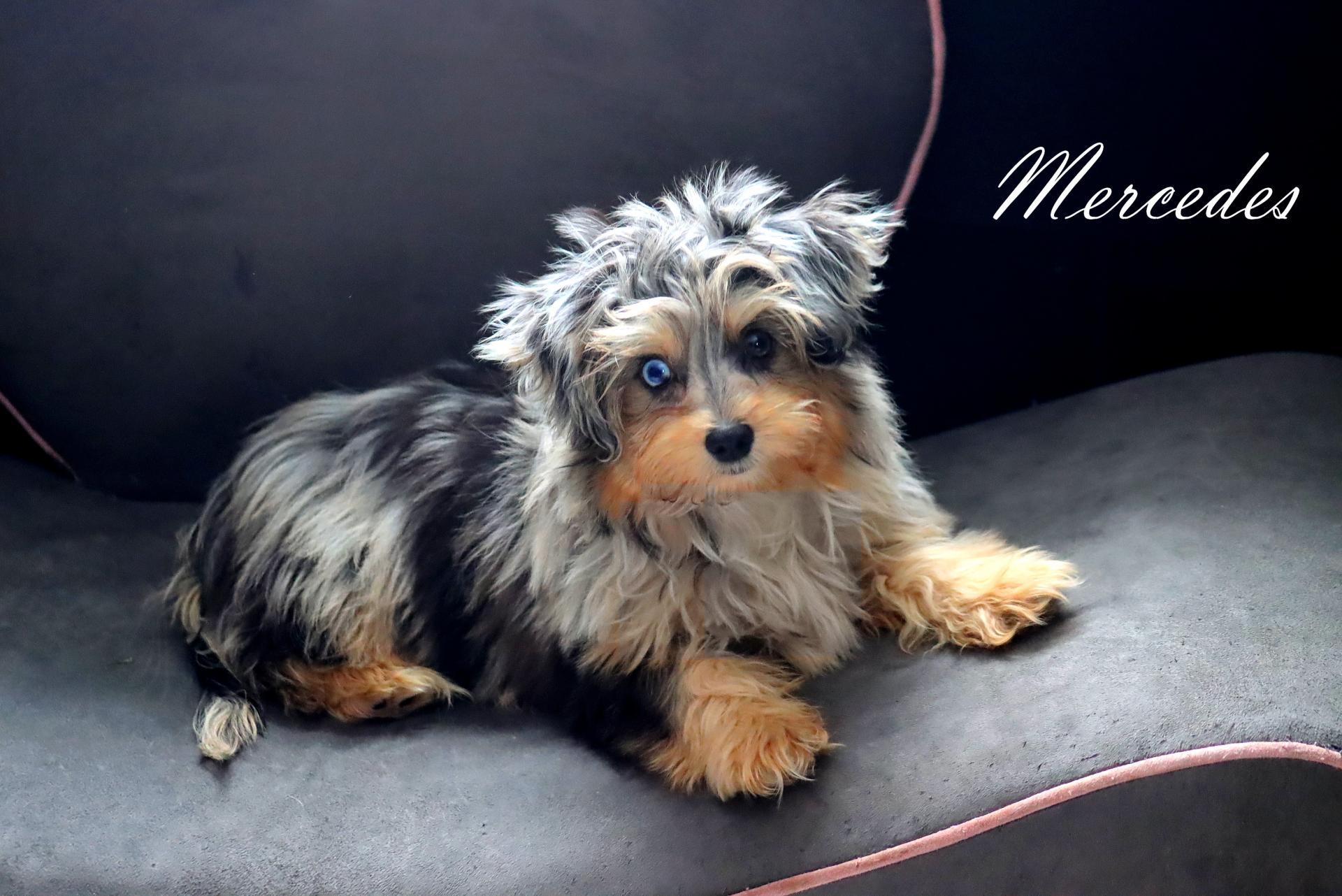 Femelle Mercedes * Morkie Merle *