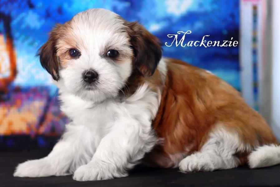 Femelle Mackenzie * Morkie Biewer Roux *