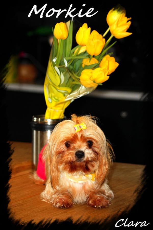 Femelle Clara * Morkie *