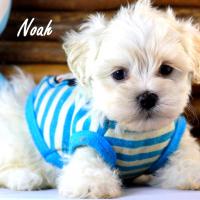 Couleur Crème