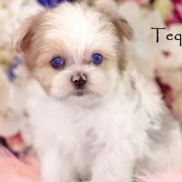 Couleur Blue Berry sur fond Blanc