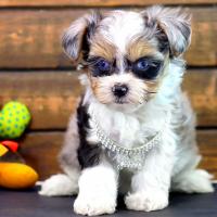 Couleur exotique * Bleu Merle *