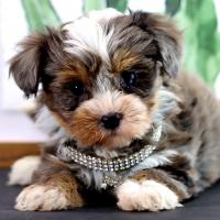 Merle