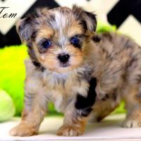 Couleur exotique * Merle  *